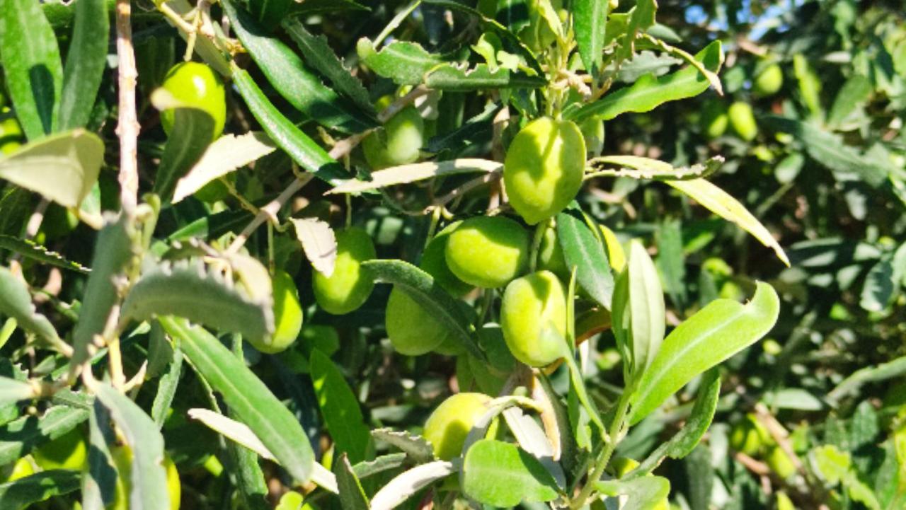 Le Zagare Di Vendicari Villa Lido di Noto Luaran gambar